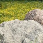 Granite rock formation, showcasing its coarse-grained texture and durability, ideal for landscaping.