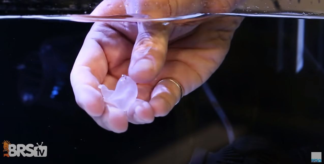 Super Glue Gel being used underwater