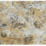 Fossiliferous limestone from East Lothian, Scotland