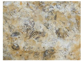 Fossiliferous limestone from East Lothian, Scotland