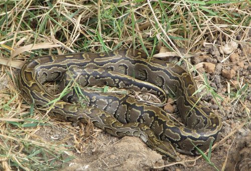 Large snake with distinct pattern