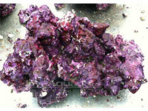 Aquascaping Live Rock with Intricate Caves and Overhangs for Saltwater Aquarium