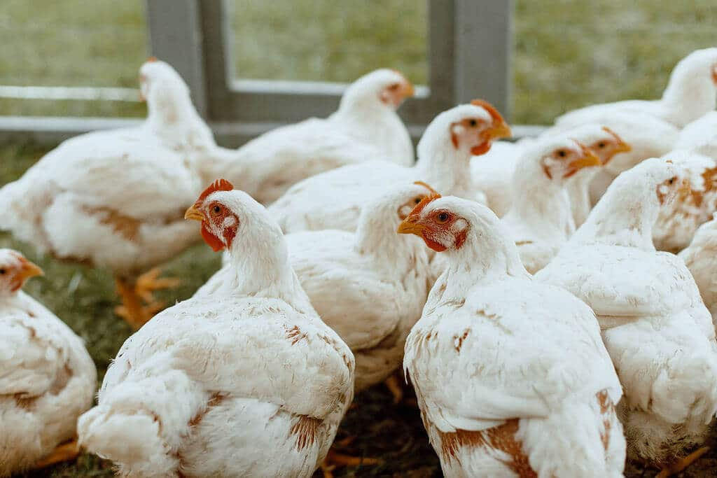 a flock of cornish cross meat chickens