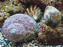 Close-up of Live Rock Porous Surface with Beneficial Bacteria