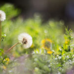 Rock Salt for Weed Control