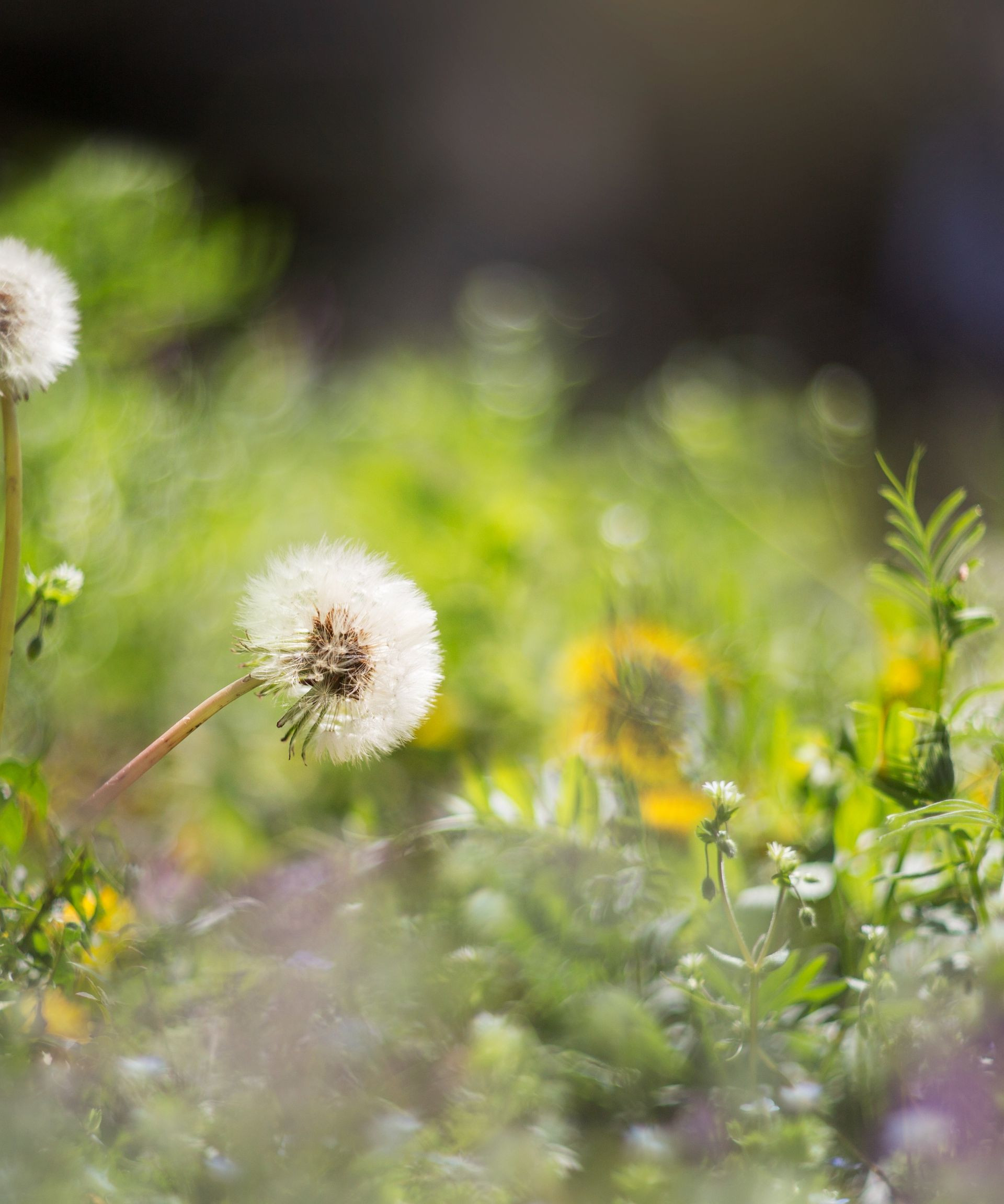 Rock Salt for Weed Control