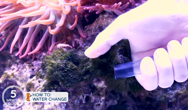 Algae removal using a siphon tube in an aquarium