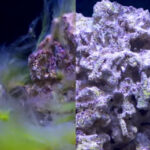 Algae-covered rock next to a clean rock showcasing the difference after cleaning