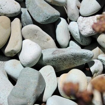 River rock pathway in a garden