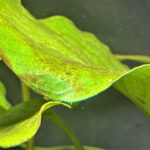 Brown algae covering aquatic plant leaves in an aquarium