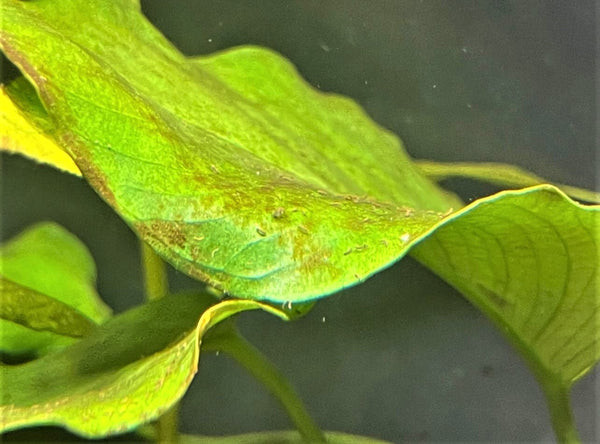 Brown algae covering aquatic plant leaves in an aquarium