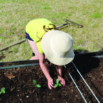 Rocky topsoil impacting the ability to grow food