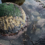 Round concretions resembling bowling balls at Bowling Ball Beach in California