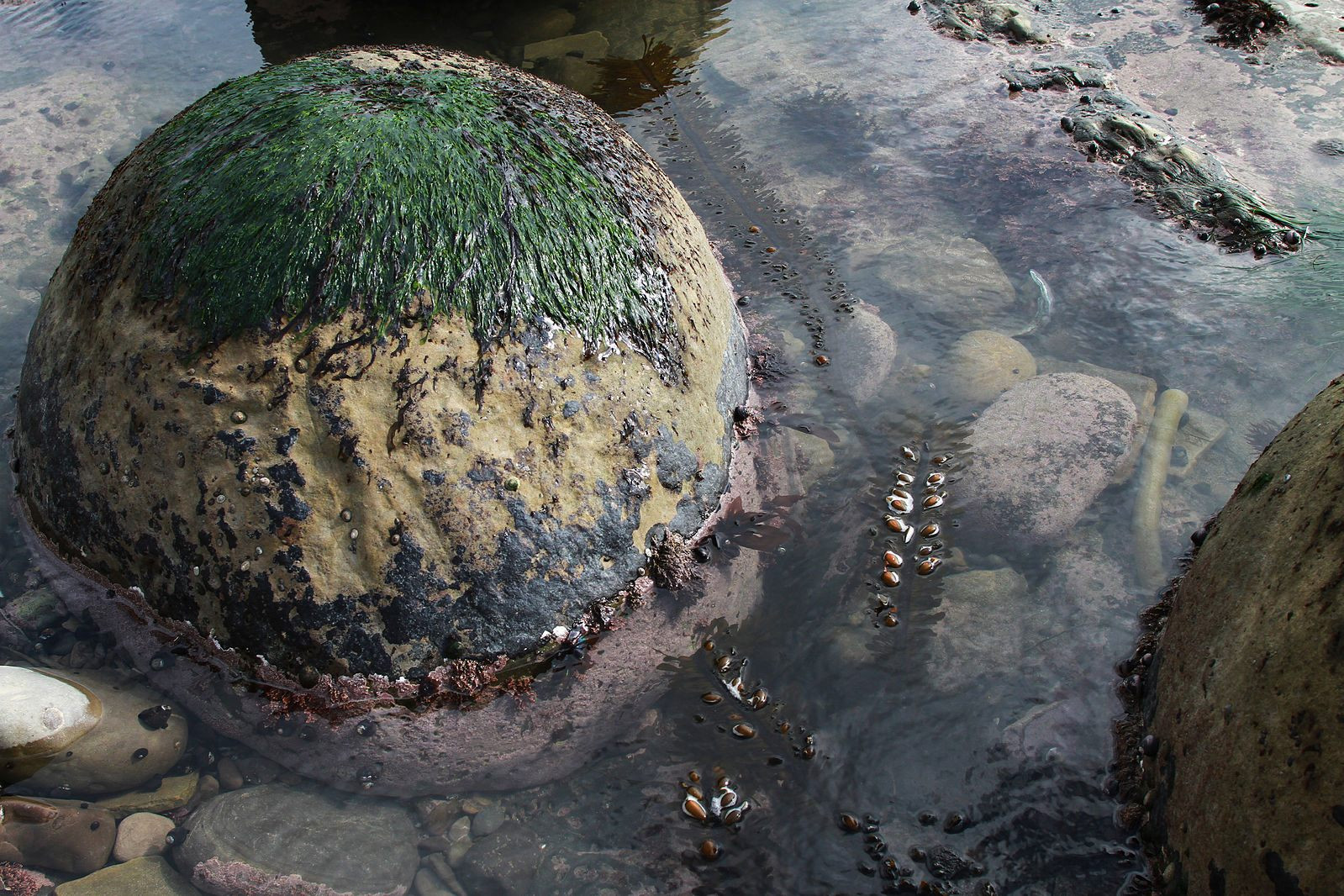 Round concretions resembling bowling balls at Bowling Ball Beach in California
