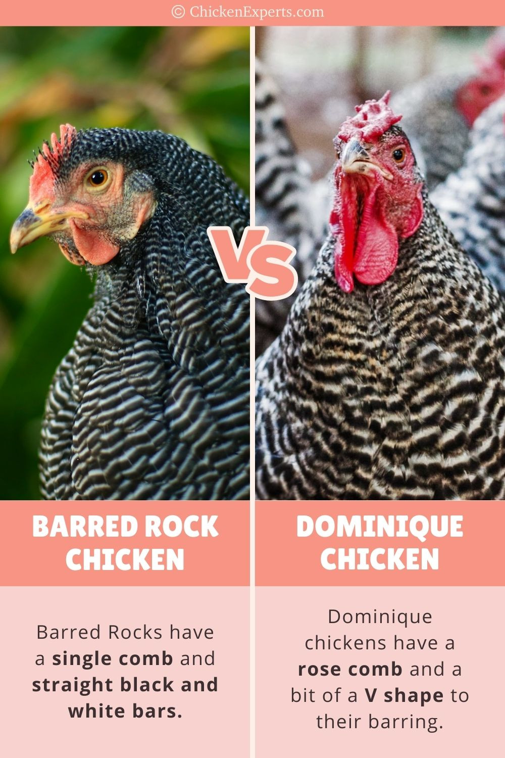 Barred Rock Versus Dominique Chicken