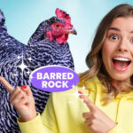 Barred Rock Chicken