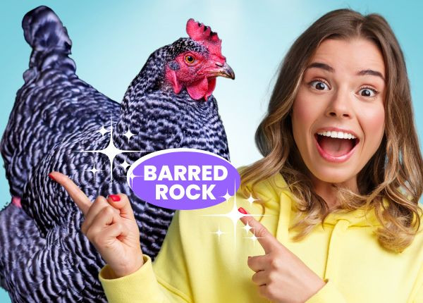 Barred Rock Chicken