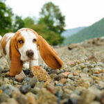 Basset Hound puppy walking on a rocky beach everydoghasastory