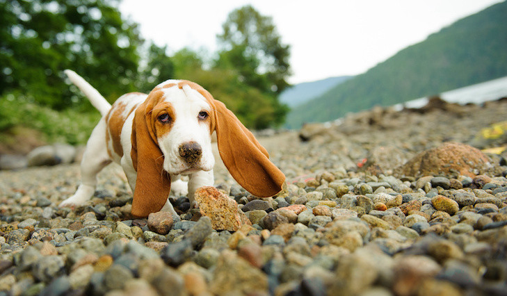 Basset Hound puppy walking on a rocky beach everydoghasastory