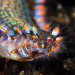 Fireworm Bristle Worm