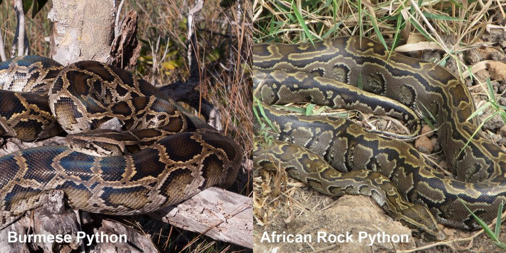 Coiled python blending in with the environment