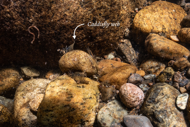 Caddisfly larva on a rock, illustrating how aquatic insects depend on rocks for habitat and food