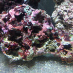 Cured live rock brings bacteria, sponges, microfauna, and coralline algae