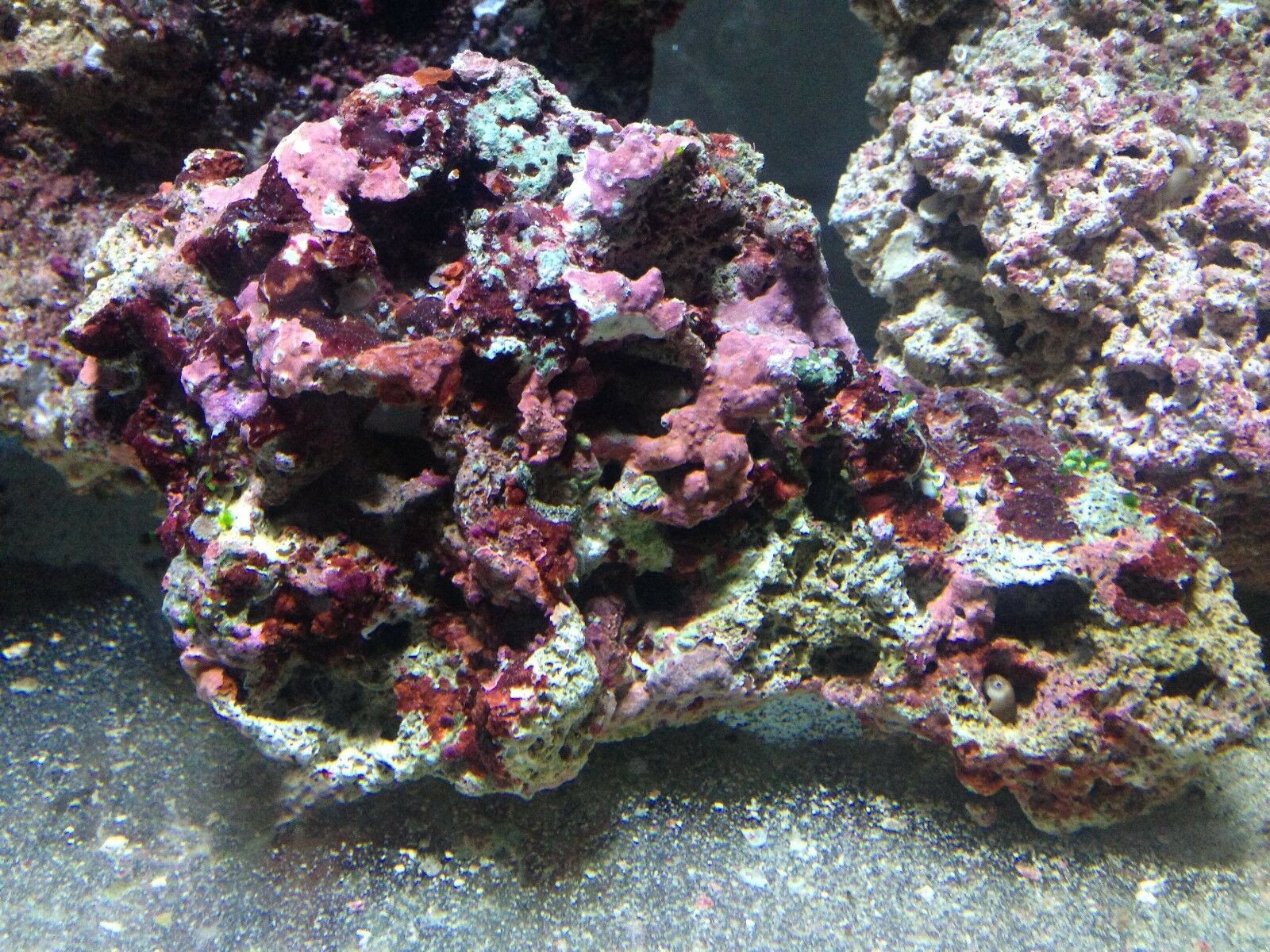 Cured live rock with bacteria, sponges, microfauna, and coralline algae