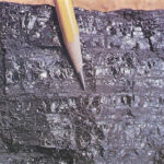 Accumulation of plant matter in swampy areas, forming the foundation for peat and eventually coal