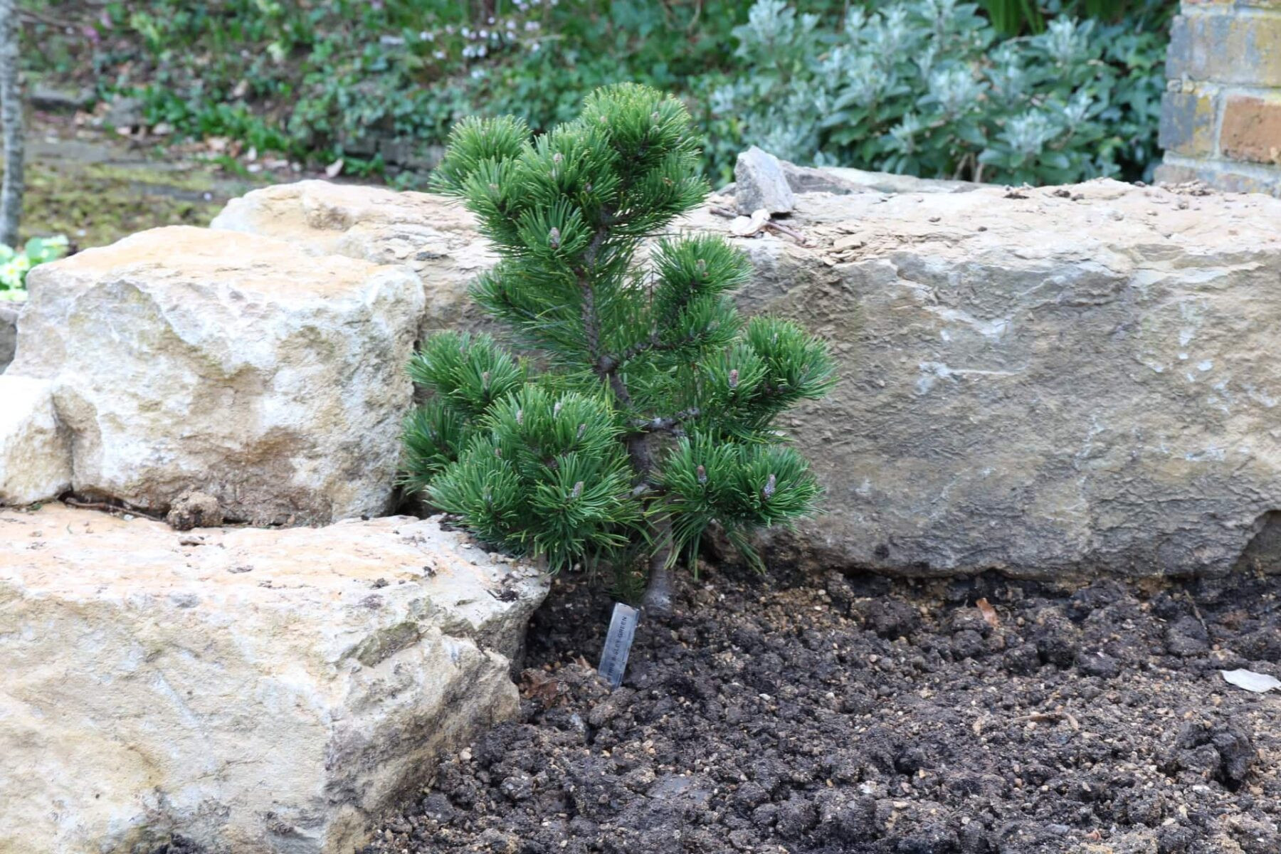 Conifer with stone background