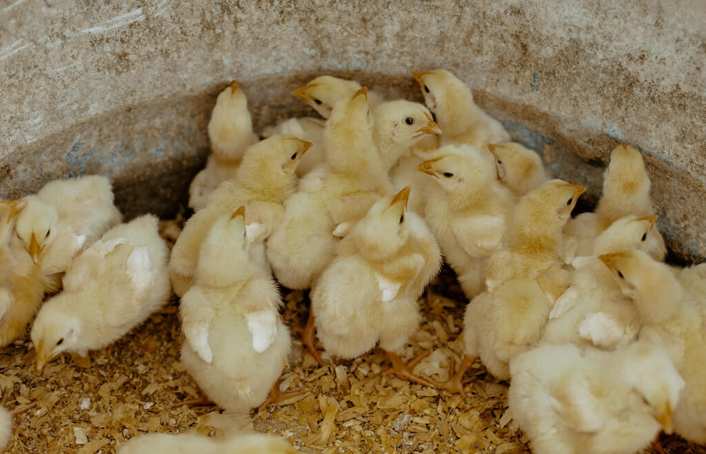 cornish cross chicks