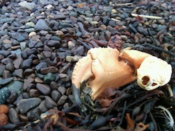 Crab claw on Jasper Beach
