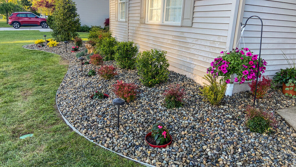 Hydrangea Growing Among River Rocks