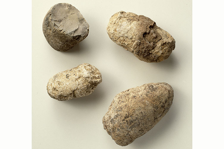 Four dinosaur coprolites