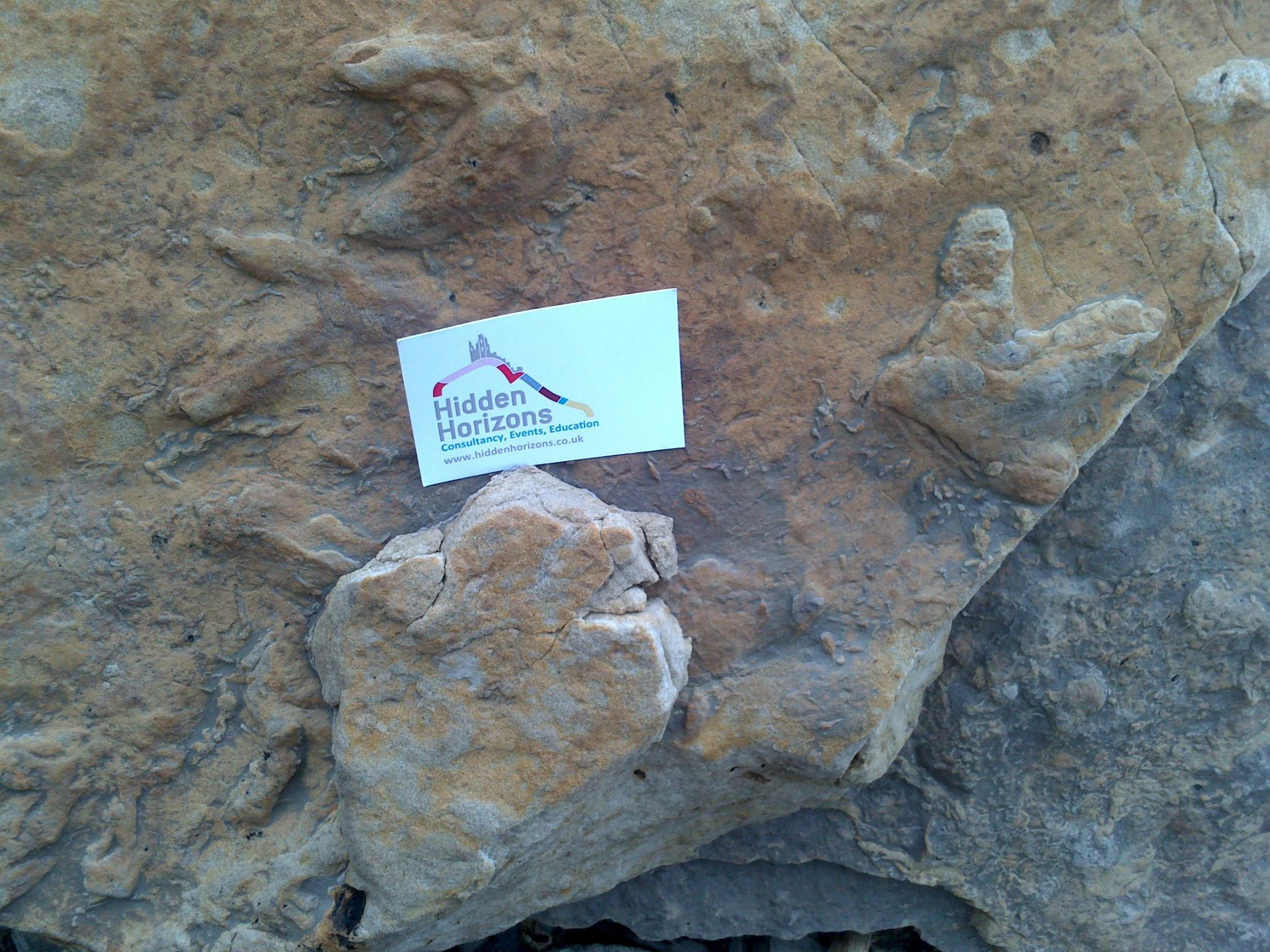 Dinosaur Footprint