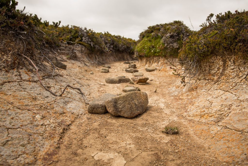 Granite boulders enhance the thermal properties of a drought-resistant garden