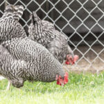 Barred Plymouth Rock Chicken in a Farm Environment