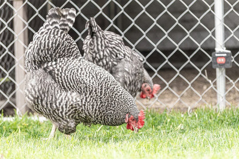 Barred Plymouth Rock Chicken in a Farm Environment