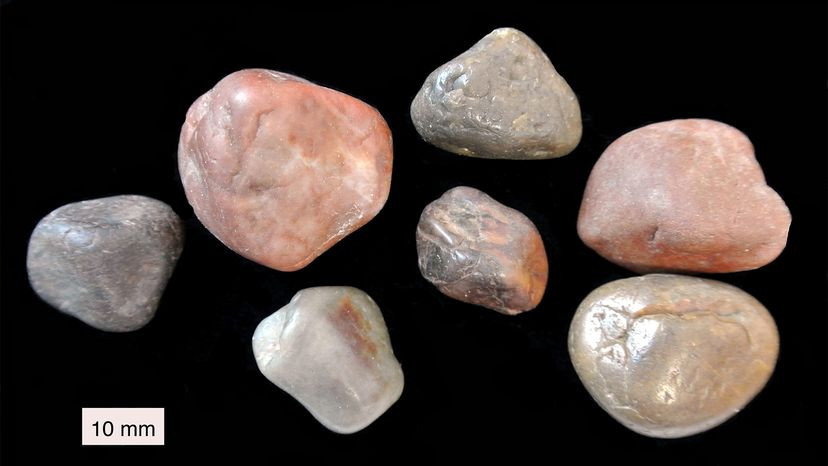 gastroliths