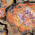 Petrified Logs in Petrified Forest National Park