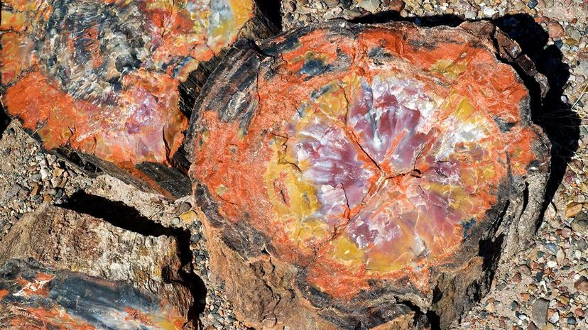 Petrified Logs in Petrified Forest National Park