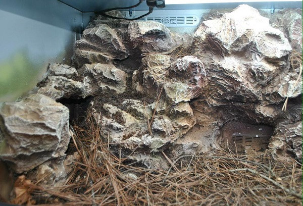 Spraying the background of a terrarium to create a natural-looking environment