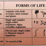 Illustration of how major life forms originated