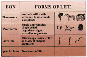 Illustration of how major life forms originated
