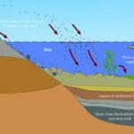 Sedimentary rock forms when layers of material are compressed over time, either on land or under water
