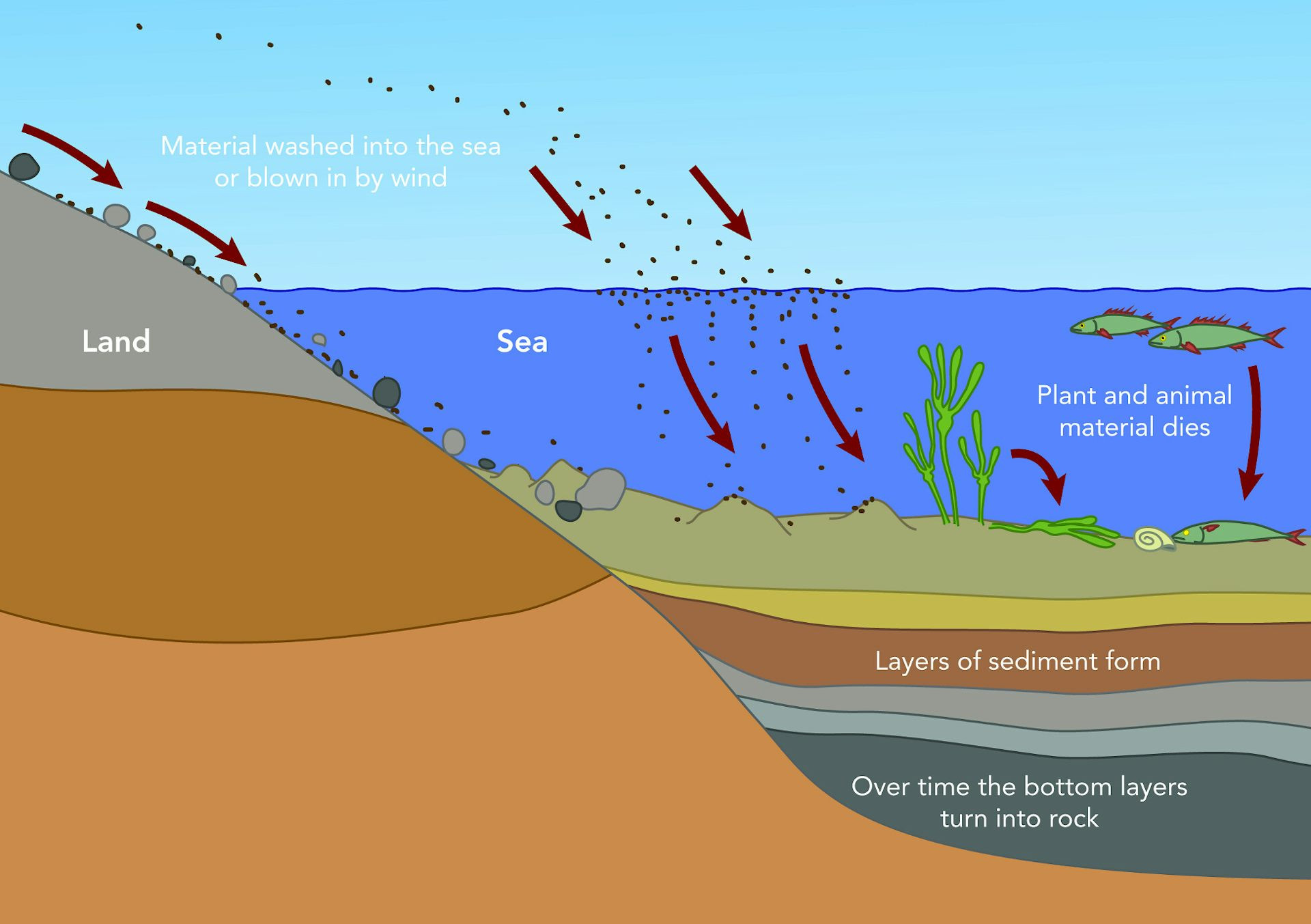 Sedimentary rock forms when layers of material are compressed over time, either on land or under water