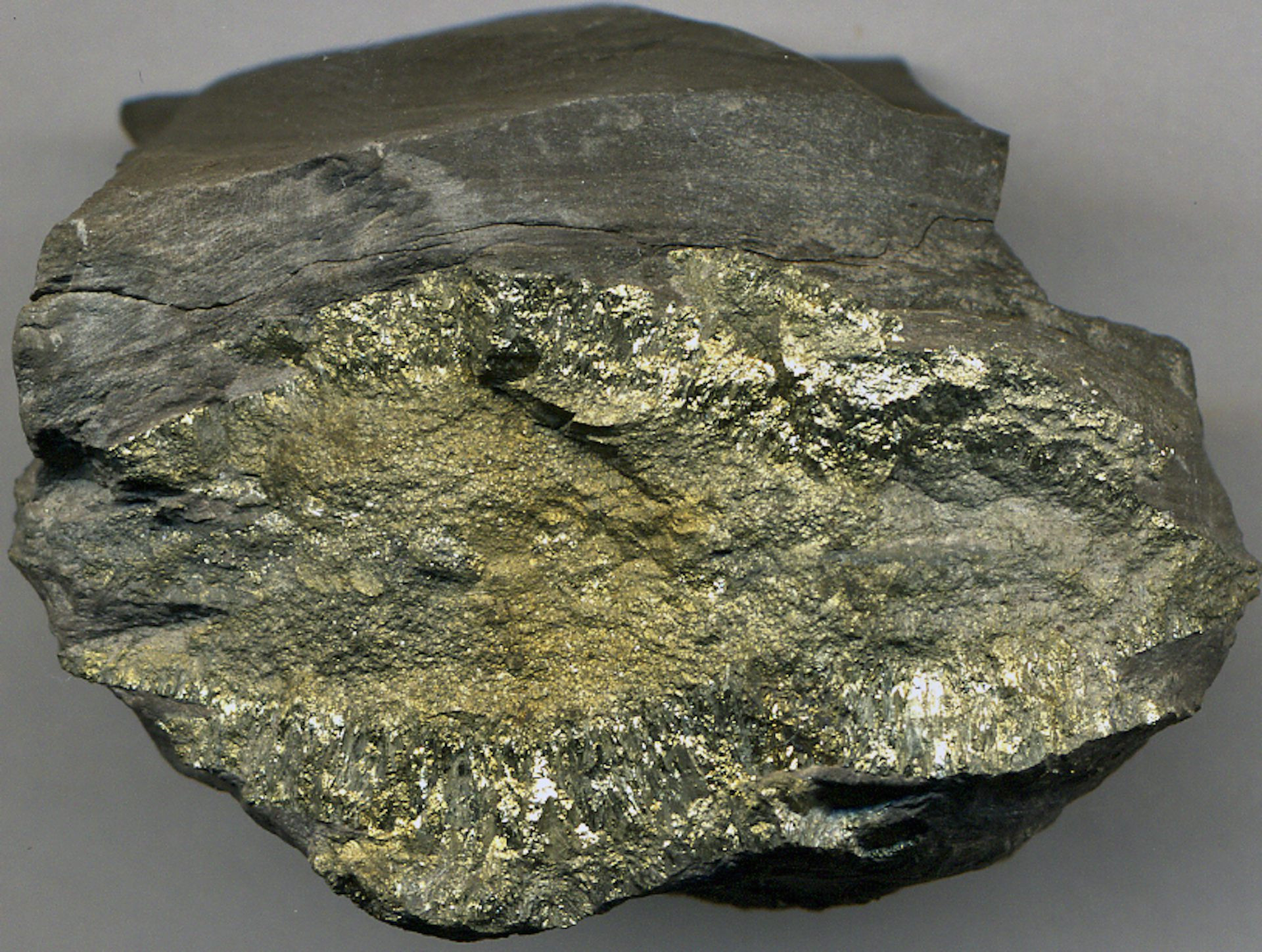 Pyrite in black shale rock from a quarry in Indianapolis, Ind.