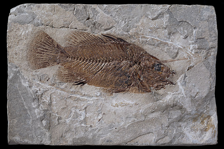 Fossil fish