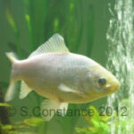 River rocks in a goldfish tank, creating a natural stream bed effect