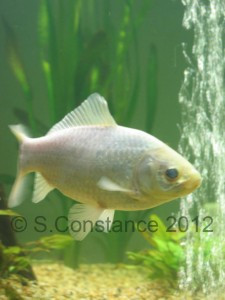 River rocks in a goldfish tank, creating a natural stream bed effect